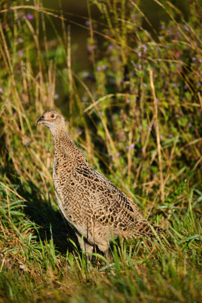 istock Female pheasant bird in the grass 1289234549