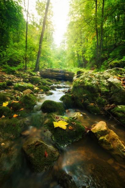 istock Flowing stream in the autumn forest 1289234646