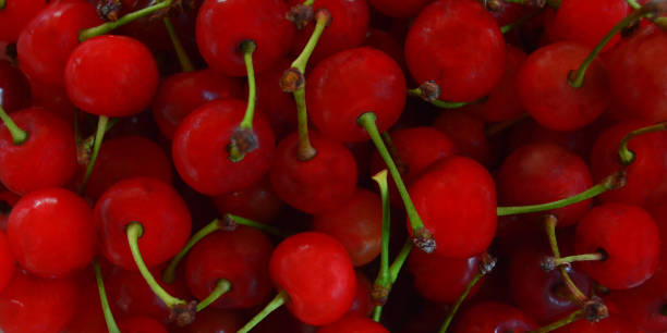 istock Banner of Morello cherry 1289234742