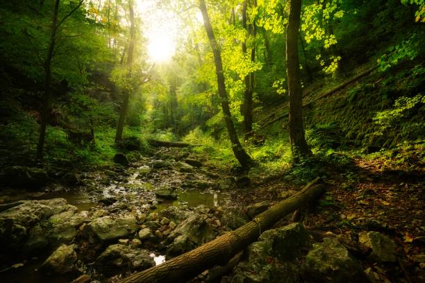 istock Flowing stream in the autumn forest 1289234760
