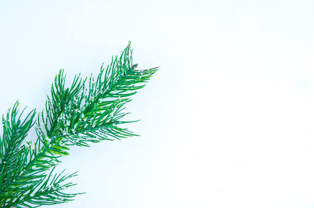 istock Christmas tree branch close-up on  white background. 1289235478