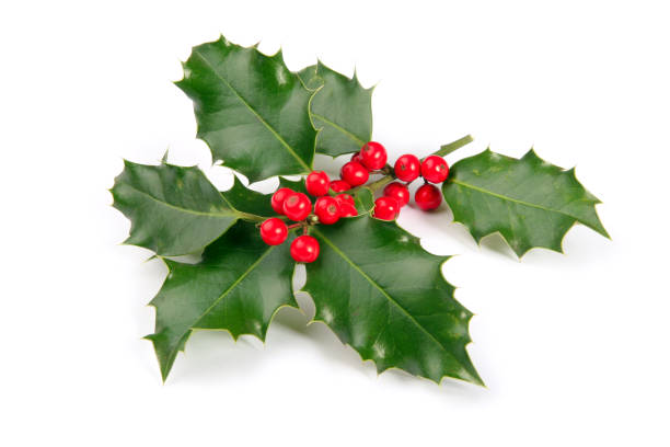 istock holly with bright red berry isolated on white 1289235568