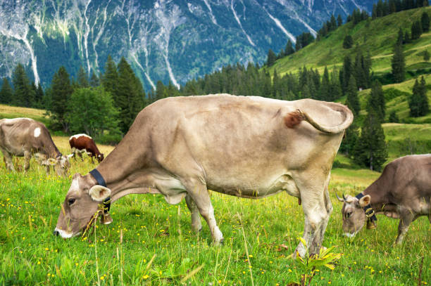 istock Cow grazing in the Alps, Bavaria Germany 1289235734