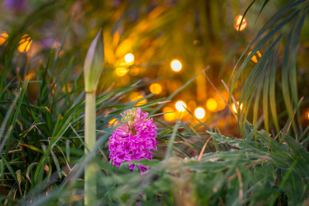 Christmas lights in tropical garden. Pink Hyacinth in bloom and an Amaryllis bud.