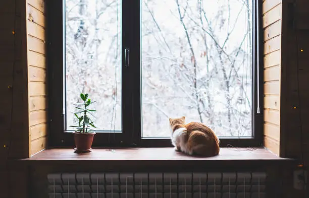 Photo of Cat sitting on window sill and looking at winter landscape