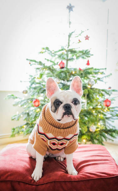 istock French Bulldog posing in front of Christmas tree 1289239410