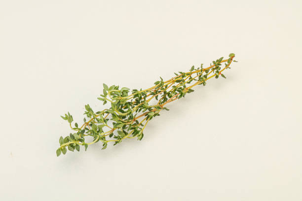 Thyme on a light background