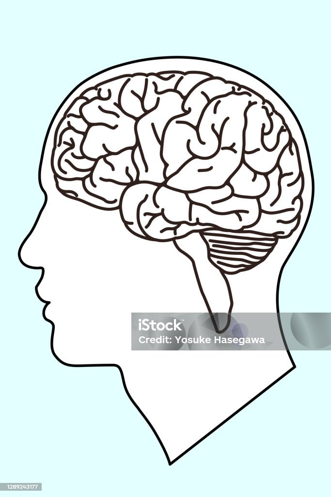 Brain Vector Line Brain Line Art Vector Illustration Stock Illustration - Download Image ...