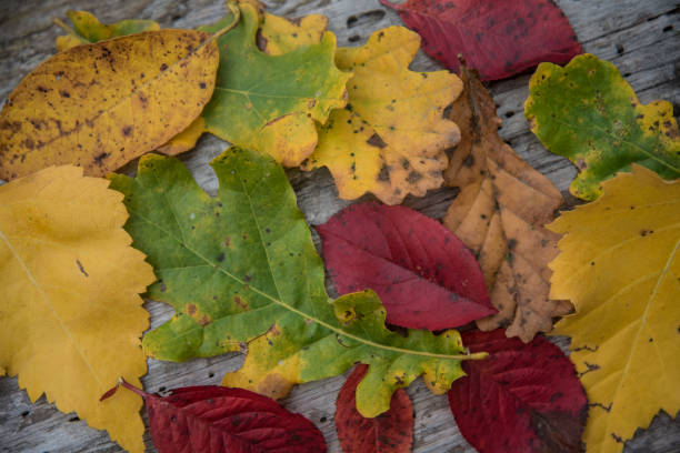 istock Various autumn leaves. Leaves from different trees. Leaves of different colors 1289243828