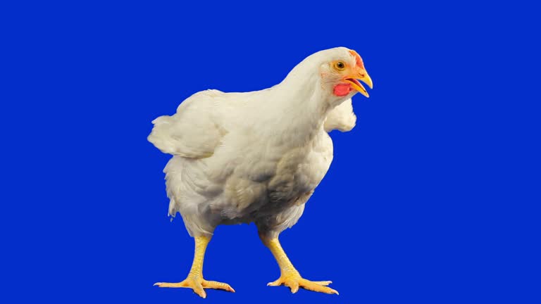 Free Funny Chicken Stock Video Footage 13759 Free Downloads Free Funny Chicken Stock Video Footage 13759 Free Downloads