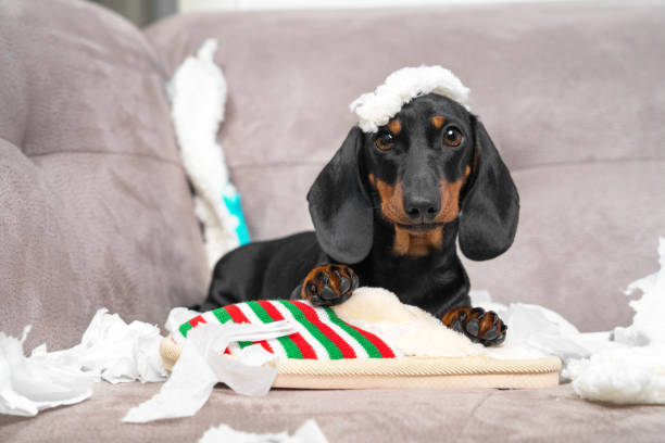 istock Naughty dachshund puppy was left at home alone and started making a mess. Pet tore up furniture and chews home slipper of owner. Baby dog is sitting in the middle of chaos 1289245521