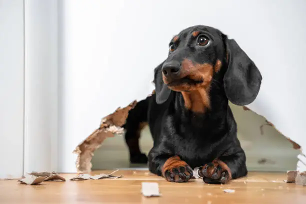 Photo of Naughty dachshund puppy was locked in room alone and chewed hole in door to get out. Poorly behaved pets spoil furniture and make mess in apartment