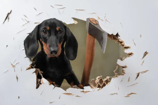 Wild dachshund puppy cut hole in door or wall with axe and sticks out trying to get inside and chase his victim like in horror movie. Creepy scene with a pet maniac. fear of buying a puppy.