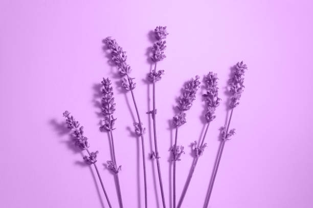 istock Many lavender flowers on the purple background. 1289245562