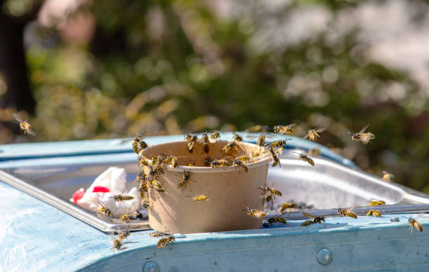 Several wasps are buzzing around an ice cream sundae, latin Vespula germanica stock photo