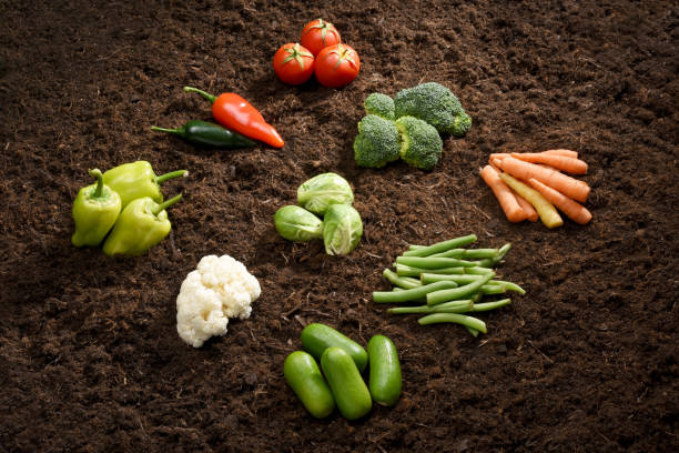 Group of fresh, organic vegetables on the soil background, organic farming, carrot, cheery tomato, pepper, cucumber, broccoli, Brussels sprouts, cauliflower, green beans, green bell pepper