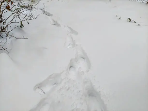 Photo of Footprints of a man in the deep snow. Mobile photo