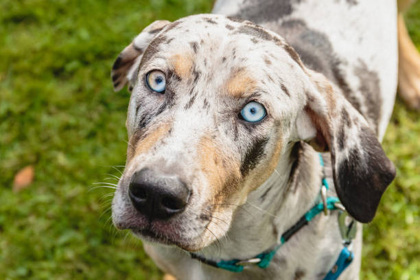 istock Catahoula dog watching with deep blue eyes 1289249715