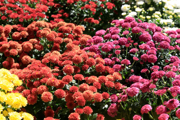 istock Various colors of flowers 1289249842