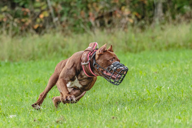 istock American Pit Bull running in the field 1289250056