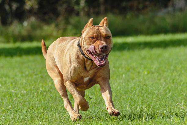istock American Pit Bull running in the field 1289250131