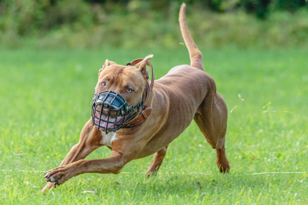istock American Pit Bull running in the field 1289250392