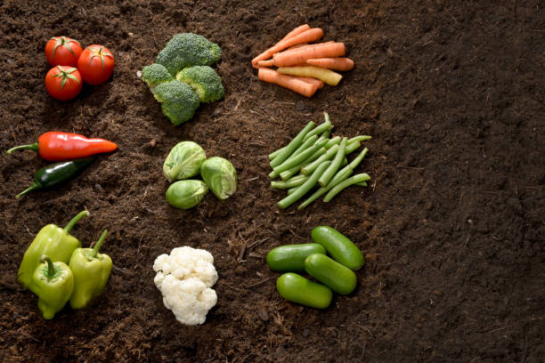 Group of fresh, organic vegetables on the soil background, organic farming, carrot, cheery tomato, pepper, cucumber, broccoli, Brussels sprouts, cauliflower, green beans, green bell pepper