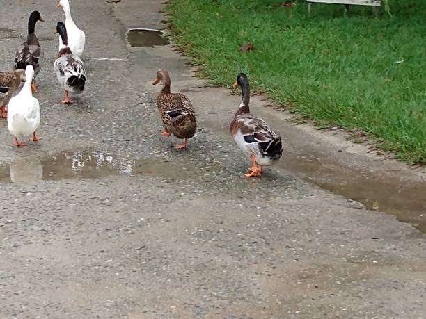 istock Nature, Animals Pictures, Ducks, Farm 1289251126