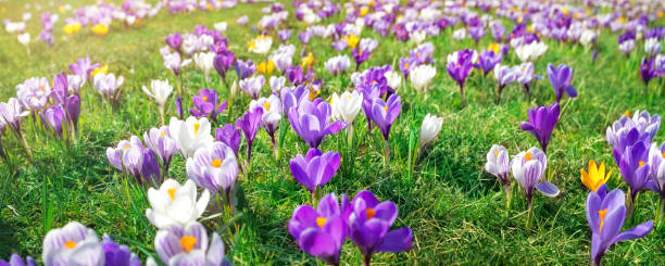 istock Panoramic view to spring flowers in the park 1289251314