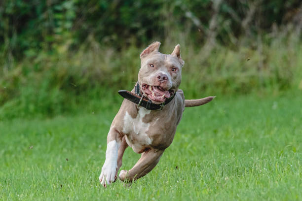 American Pit Bull running in the field American Pit Bull Terrier running in the field agility animal canine sports race stock pictures, royalty-free photos & images