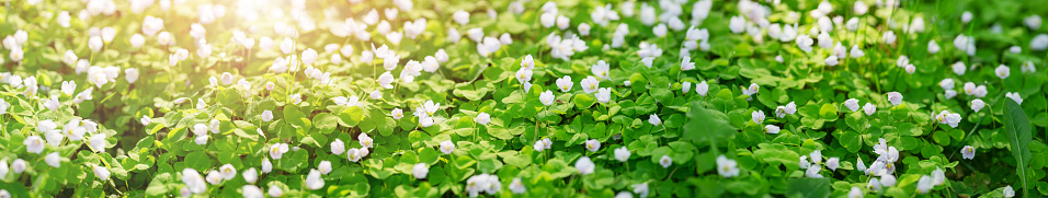 Wood with lots of white spring Oxalis flowers in sunny day. Forest in springtime in wild nature with fresh new foliage