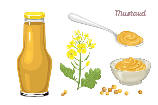Mustard sauce set. Yellow flower, grains, mustard in a metal spoon, glass jar and bowl isolated on white background. Vector illustration of hot seasoning in cartoon flat style. Mustard sauce set. Yellow flower, grains, mustard in a metal spoon, glass jar and bowl isolated on white background. Vector illustration of hot seasoning in cartoon flat style. mustard stock illustrations