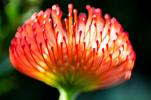 Red flower of a dahlia. Flowering plant close-up.