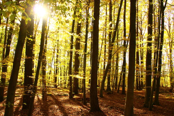 istock Autumn in the Westerwald 1289256652