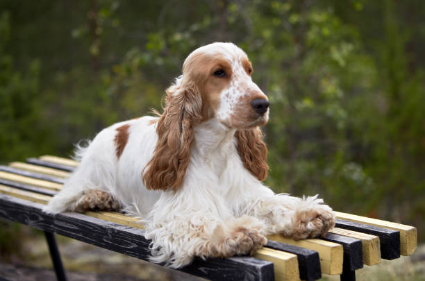 istock Summer. Park. An English Cocker Spaniel is lying on the bench. Color white-red. 1289257692