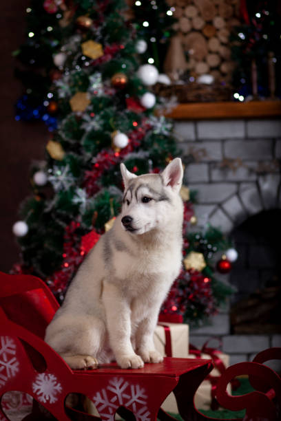 istock Domestic dog greets Christmas 1289258362