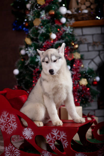 istock Domestic dog greets Christmas 1289258368