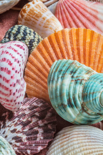 istock Close up of sea shells 1289259879