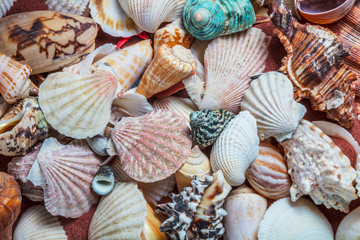 Overhead shot of Seashell collection on light blue background.