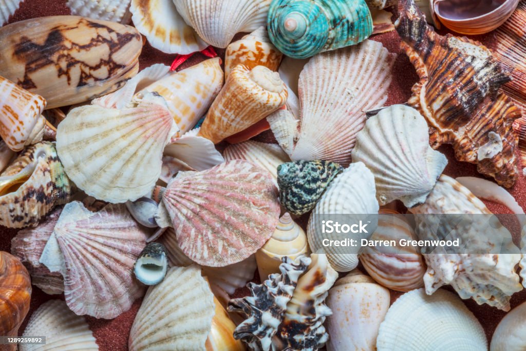 Collection of sea shells Animal Shell Stock Photo