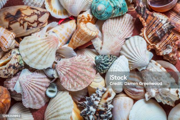 Collection Of Sea Shells Stock Photo - Download Image Now - Animal Shell, Seashell, Sea