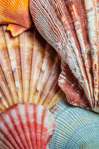 istock Close up of sea shells 1289259914