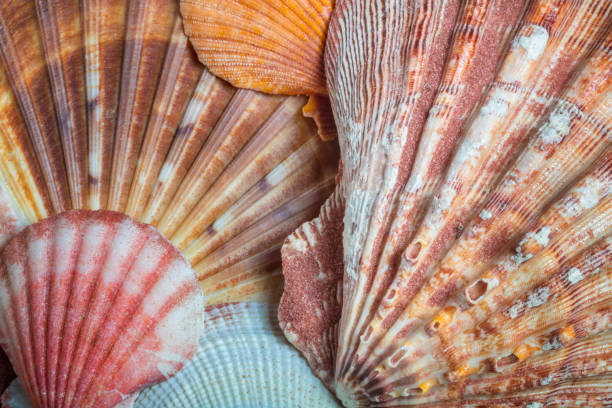 istock Close up of sea shells 1289260460