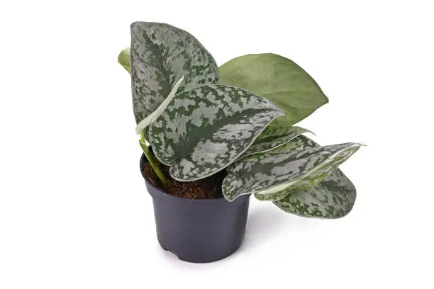 Photo of Small exotic 'Scindapsus Pictus Exotica' or 'Satin Pothos' houseplant with large leaves with velvet texture and silver spot pattern