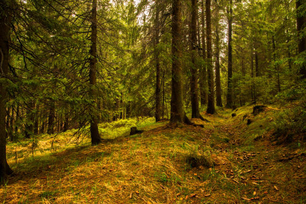 dried and felled trees in a coniferous forest in early spring on a sunny day and a cloudy sky. beautiful forest landscape at sunset with sunny sky. Pine forest without people. windbreak, fallen trees árboles secos y talados en un bosque de coníferas a principios de la primavera en un día soleado y un cielo nublado. nbeautiful paisaje del bosque al atardecer con el cielo soleado. bosque de pinos sin gente. cortavientos, árboles caídos