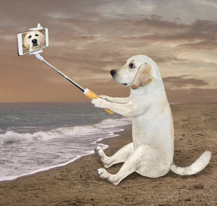 A dog with a smartphone is sitting on the sand of sea and taking selfie.