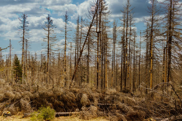 dried and felled trees in a coniferous forest in early spring on a sunny day and a cloudy sky. beautiful forest landscape at sunset with sunny sky. Pine forest without people. windbreak, fallen trees árboles secos y talados en un bosque de coníferas a principios de la primavera en un día soleado y un cielo nublado. nbeautiful paisaje del bosque al atardecer con el cielo soleado. bosque de pinos sin gente. cortavientos, árboles caídos