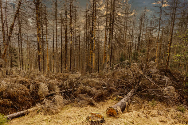 dried and felled trees in a coniferous forest in early spring on a sunny day and a cloudy sky. beautiful forest landscape at sunset with sunny sky. Pine forest without people. windbreak, fallen trees árboles secos y talados en un bosque de coníferas a principios de la primavera en un día soleado y un cielo nublado. nbeautiful paisaje del bosque al atardecer con el cielo soleado. bosque de pinos sin gente. cortavientos, árboles caídos
