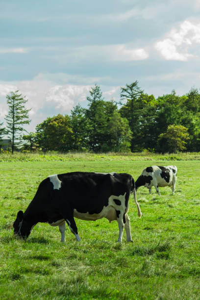 mucche che mangiano erba in pascoli soleggiati - farm florida cattle travel locations foto e immagini stock