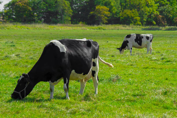 istock Cows eating grass in sunny pastures 1289262338